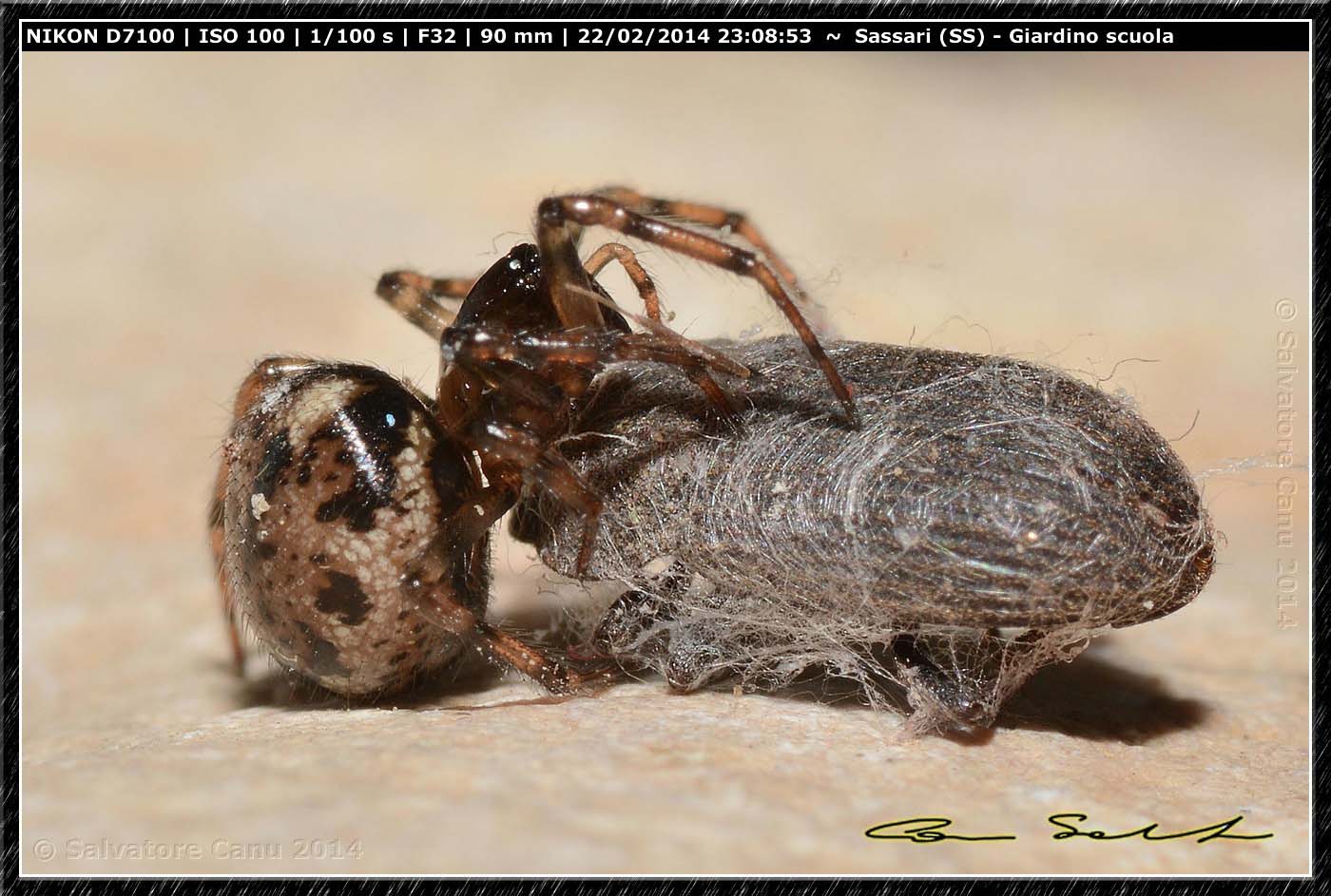 Steatoda grossa e Enoplognatha mandibularis - Sassari